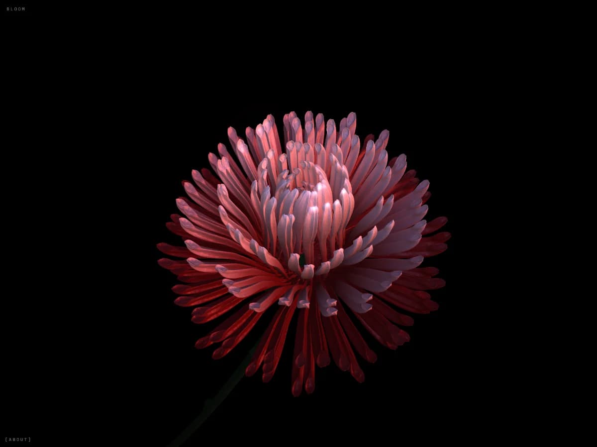 Bloom website preview by Quentin Brohan
