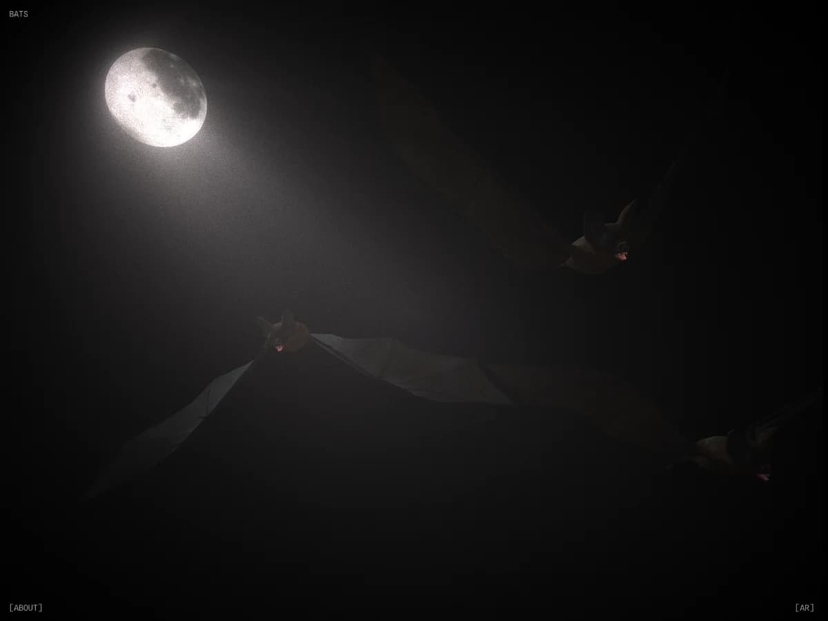 Bats website preview by Quentin Brohan